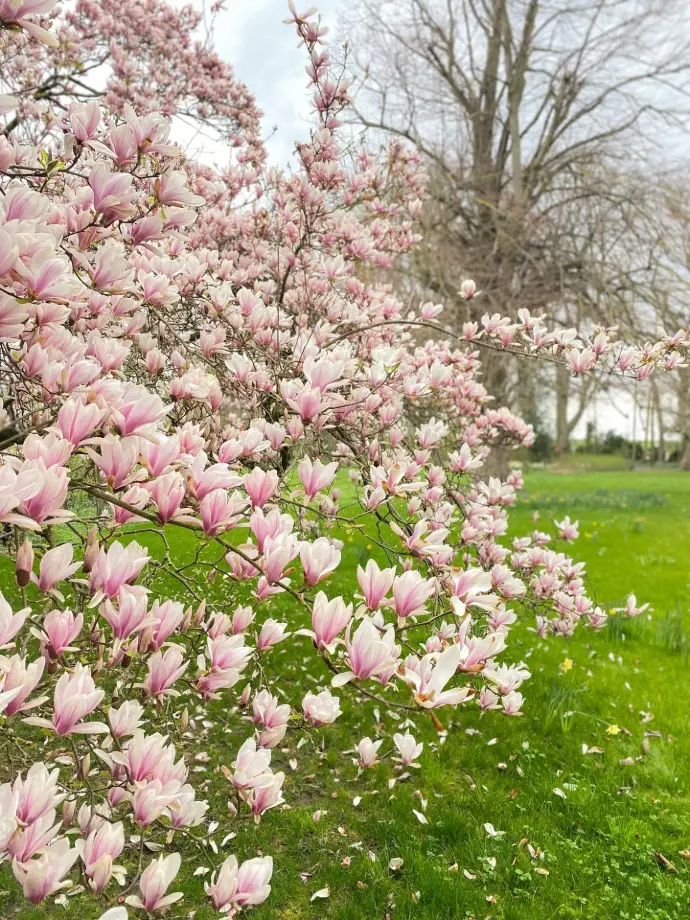 Arbre fleurie dans le jardin de la VIlla Confiturerie Arbre fleurie dans le jardin de la VIlla Confiturerie